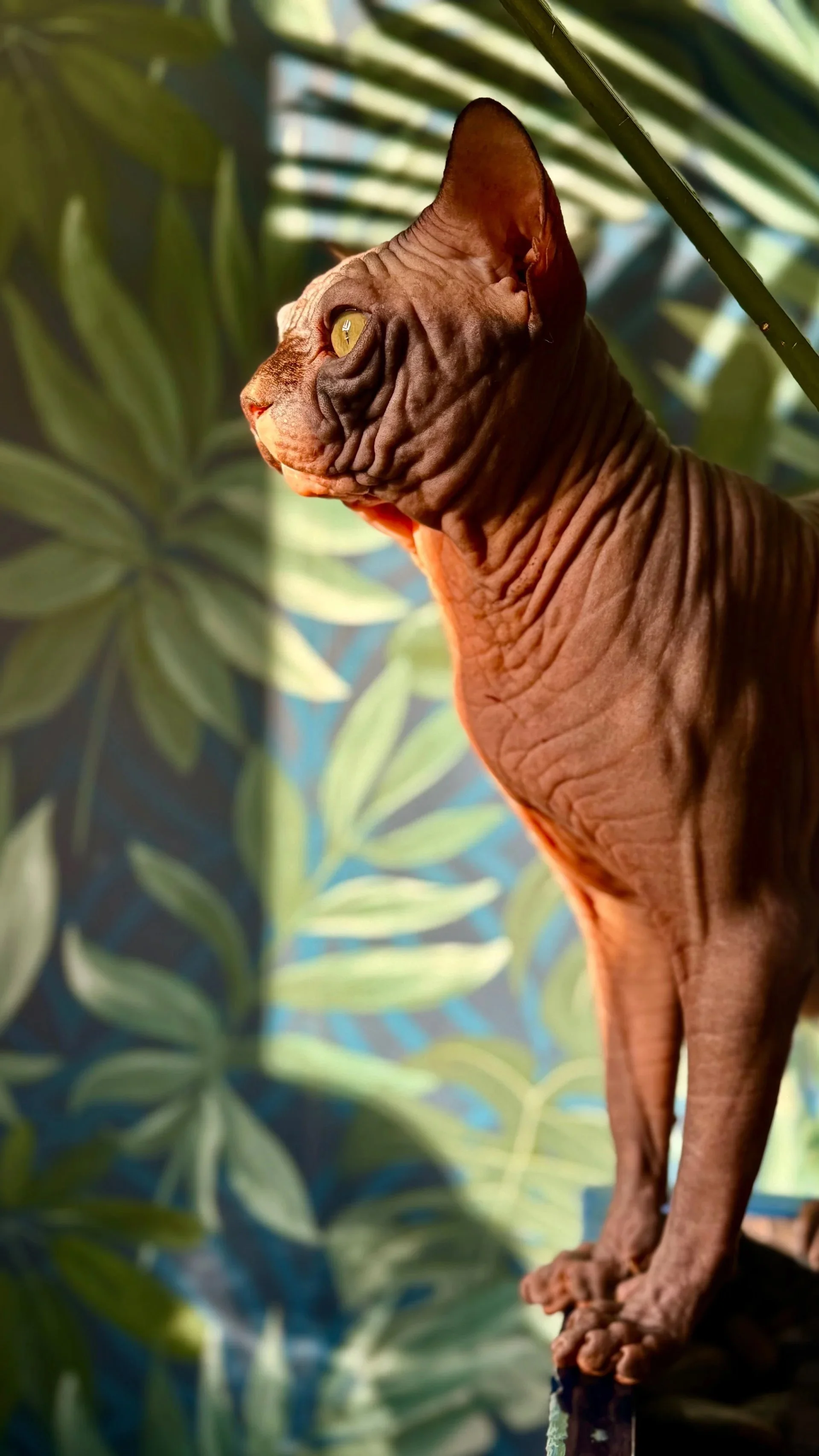 Sphinx様 IconicSX | Sphynx Breeder UK | DBE-Celestial Kittens